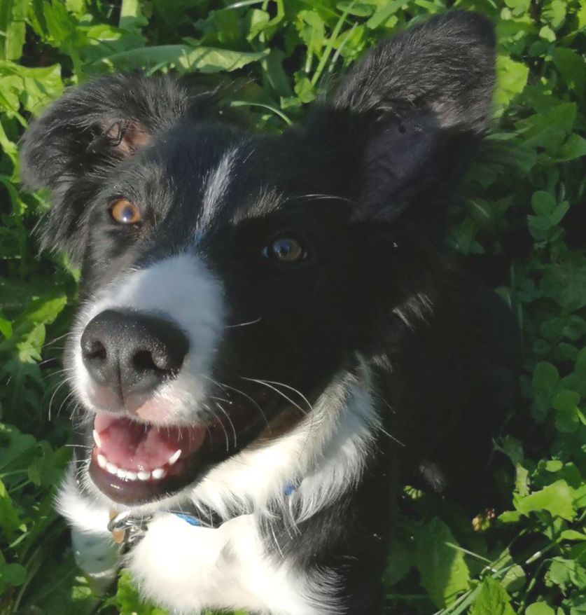 Chien ayant eu une séance de naturopathie animale Chien heureux grâce à la naturopathie animale