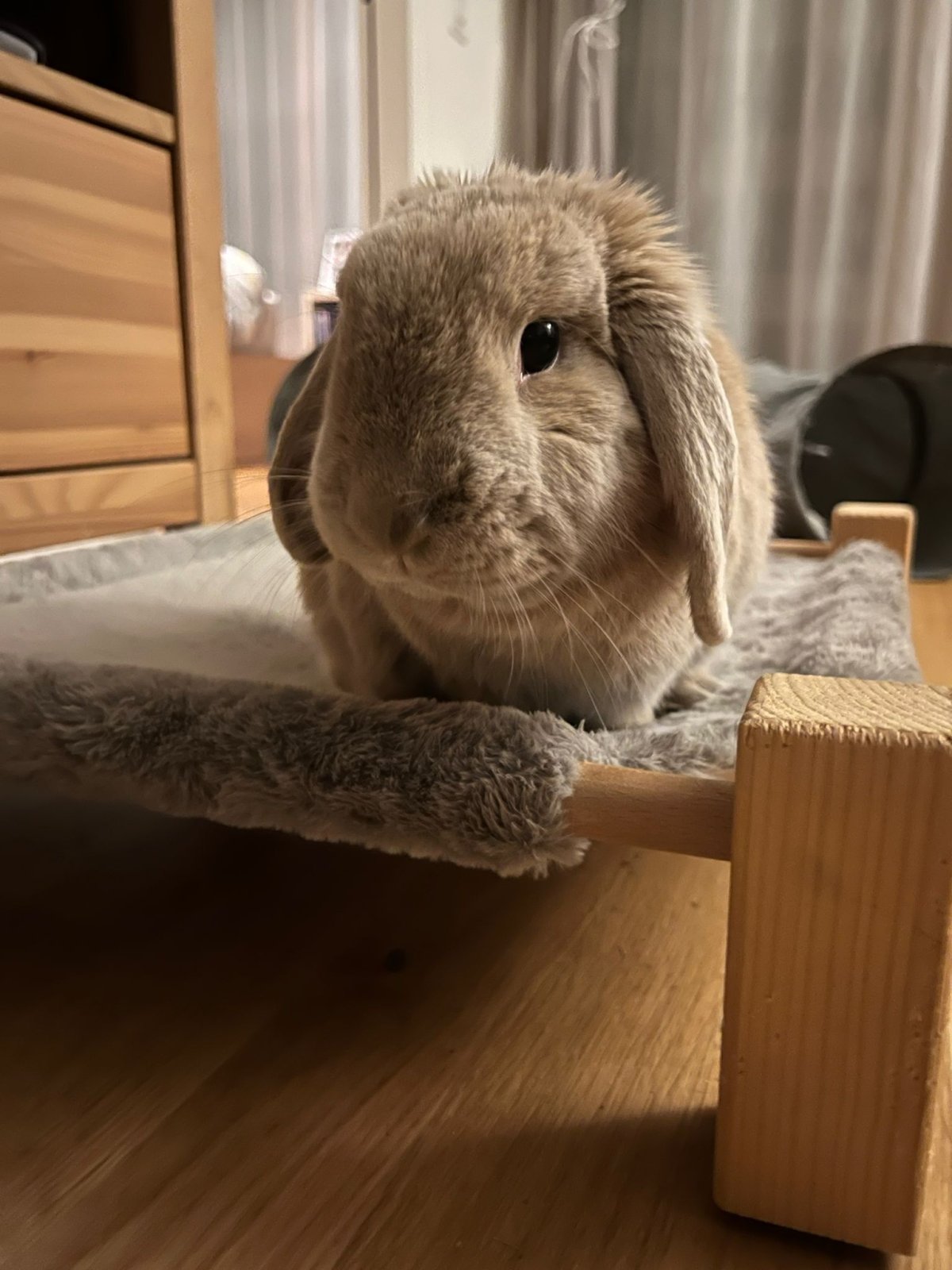 Lapin détendu après une communication animale Lapin heureux avec la naturopathie animale